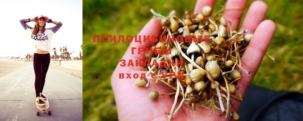 ГАЛЛЮЦИНОГЕННЫЕ ГРИБЫ Аркадак